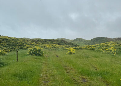 Green and yellow farm section